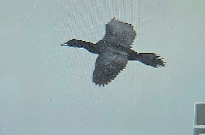 Marangone minore  - Cesare Rovelli