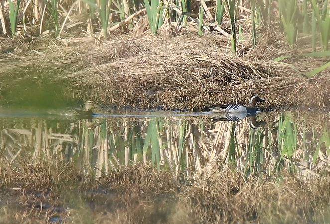Marzaiola  - Luca Boscain