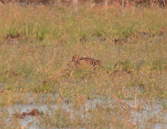 Great Snipe  - Simone Bocca