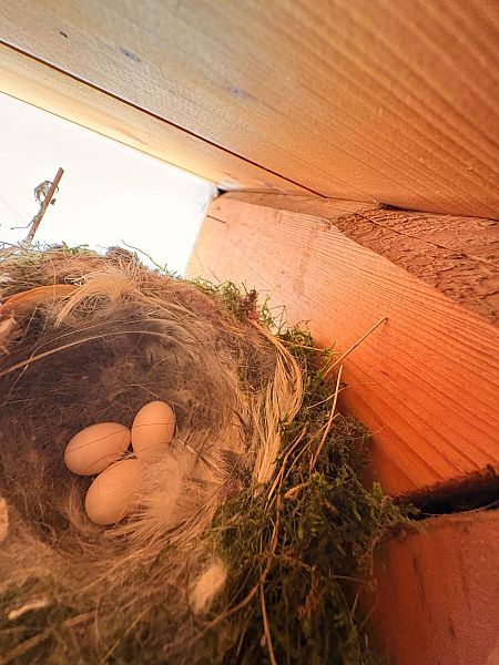 Codirosso spazzacamino  - Olmo Marazzani