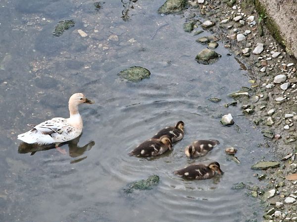 Anatra germanata  - Olmo Marazzani