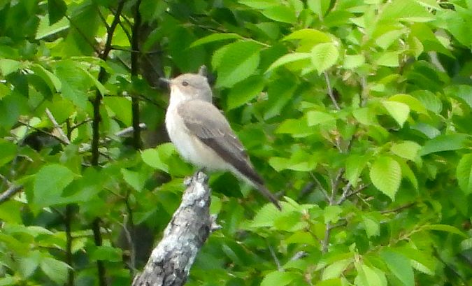 Pigliamosche  - Andrea Sorrentino