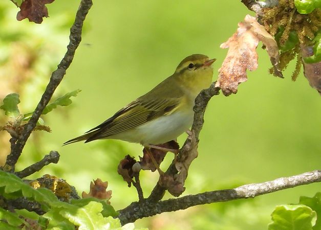 Luì verde  - Andrea Sorrentino