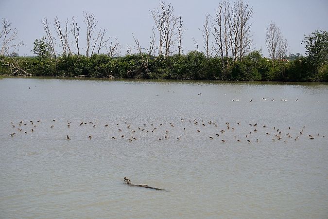 Pittima reale  - Dario Fabbri