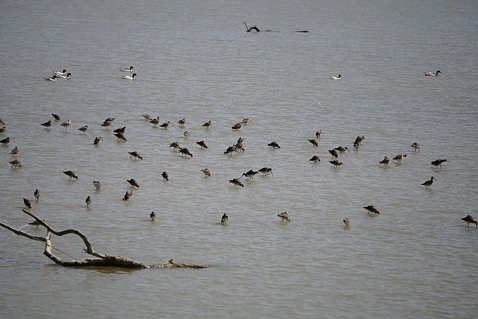 Pittima reale  - Dario Fabbri