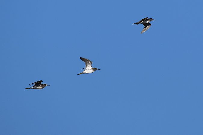 Piro-piro boschereccio  - Alfio Sala