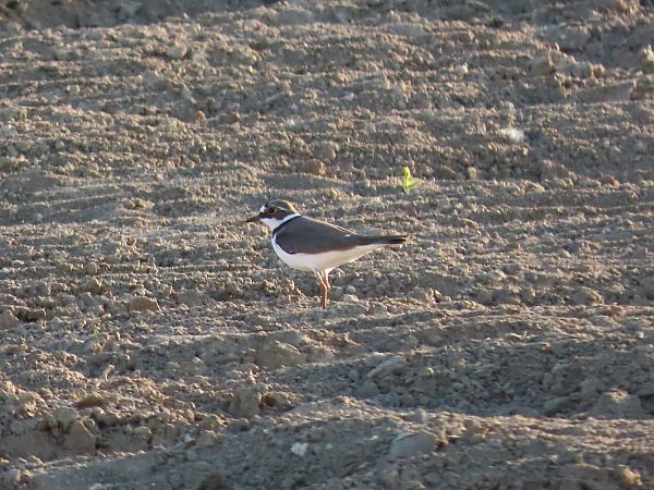 Corriere piccolo  - Enrico Catalano