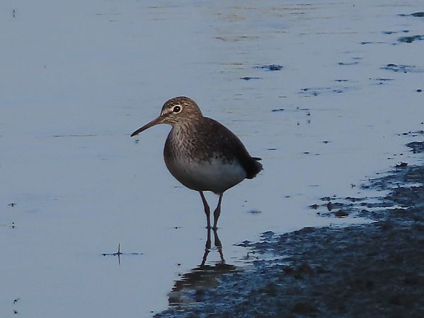 Piro-piro culbianco  - Enrico Catalano