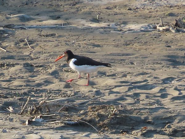 Beccaccia di mare  - Enrico Catalano