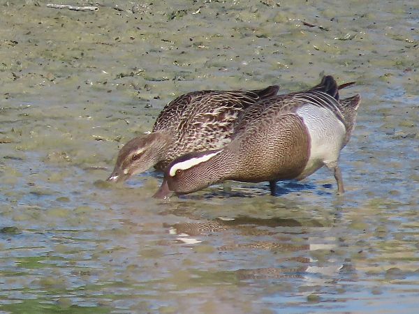 Marzaiola  - Enrico Catalano
