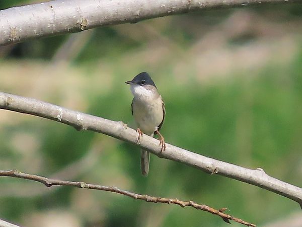 Dorngrasmücke  - Enrico Catalano