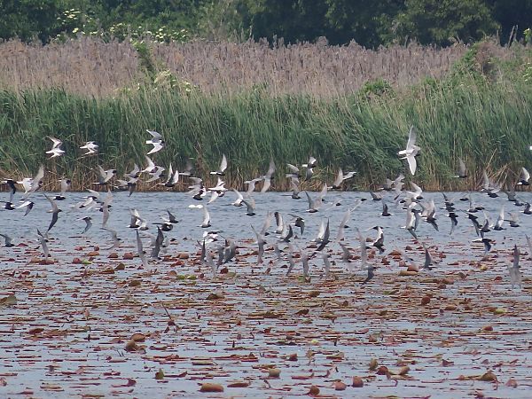 Mignattino alibianche  - Enrico Catalano