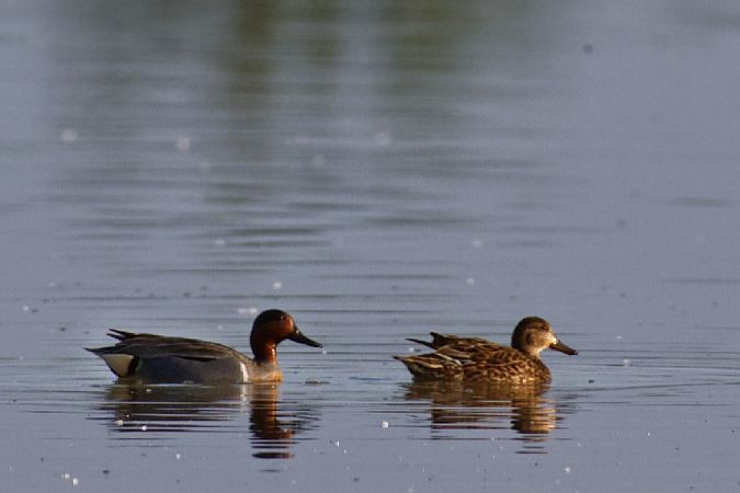 Alzavola americana  - Osvaldo Negra