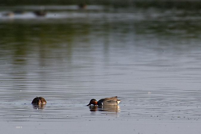 Alzavola americana  - Osvaldo Negra