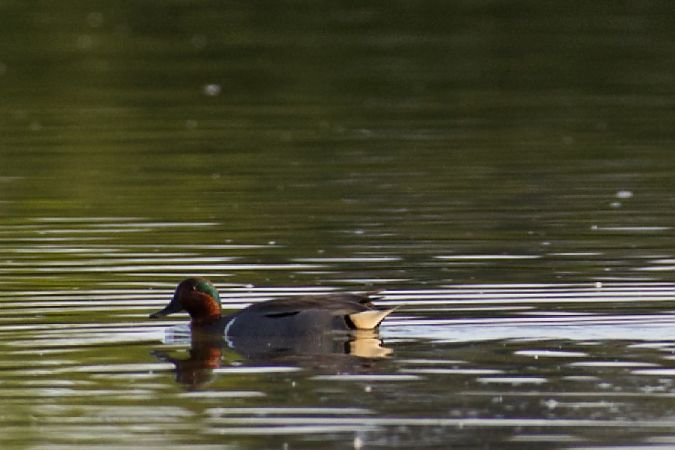 Alzavola americana  - Osvaldo Negra