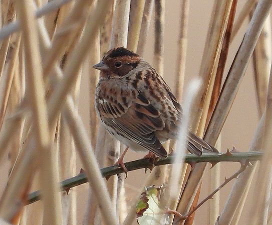 Zigolo minore  - Francesco Barberini