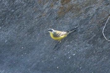 Cutrettola iberica  - Thomas Auzinger