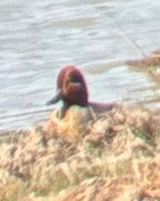 Alzavola americana  - Thomas Auzinger