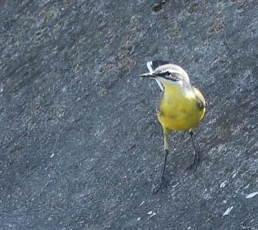 Western Yellow Wagtail (ssp. iberiae), Spanish  - Thomas Auzinger