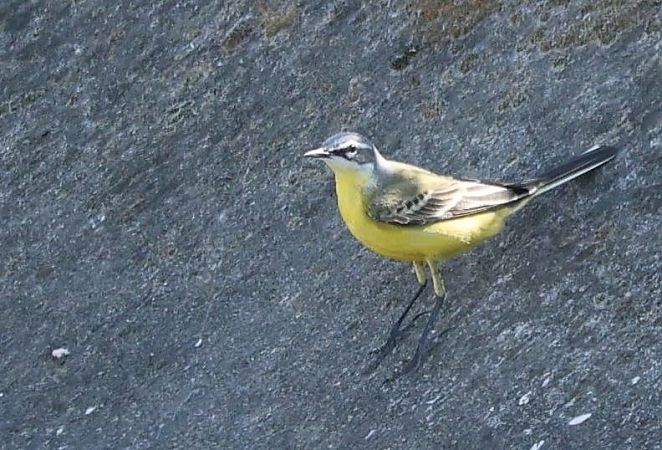 Cutrettola iberica  - Thomas Auzinger