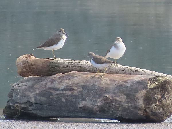 Piro-piro culbianco  - Donatella Rottichieri