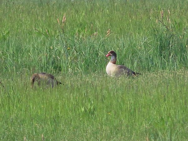 Oca egiziana  - Donatella Rottichieri