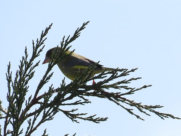 Verdone  - Donatella Rottichieri
