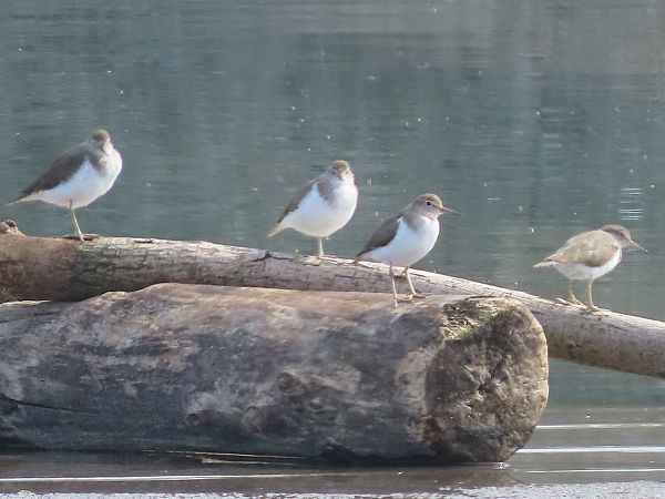 Piro-piro piccolo  - Donatella Rottichieri