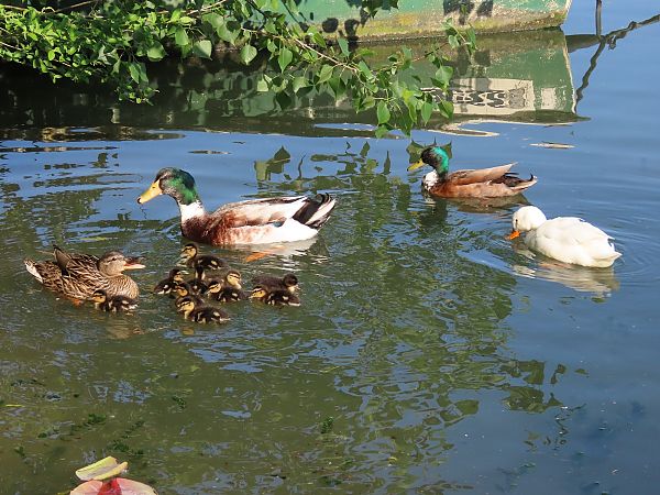 Anatra germanata  - Donatella Rottichieri