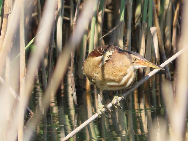 Tarabusino  - Donatella Rottichieri