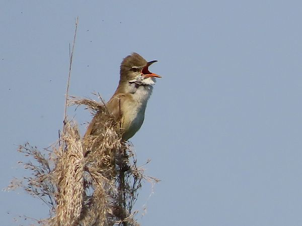 Cannareccione  - Donatella Rottichieri
