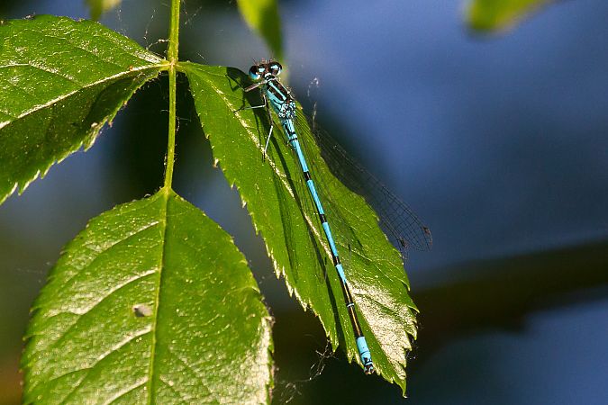 Coenagrion puella  - Marco Cortemiglia
