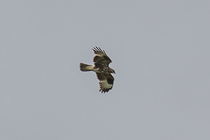 Poiana  - Marco Cortemiglia