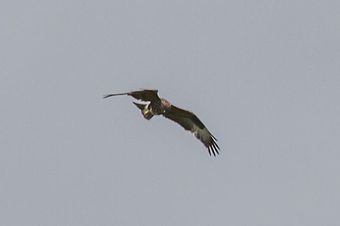 Poiana  - Marco Cortemiglia