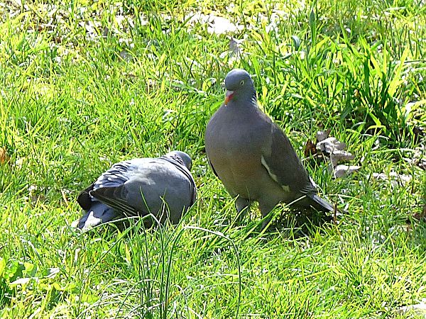 Colombaccio  - Daniele Capello