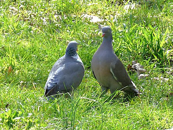 Colombaccio  - Daniele Capello