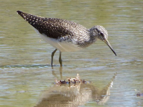 Piro-piro culbianco  - Daniele Capello