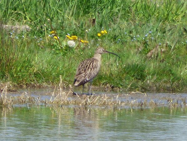 Chiurlo maggiore  - Daniele Capello