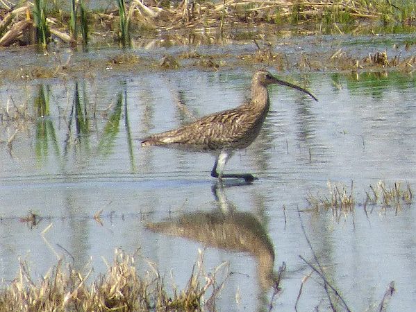 Chiurlo maggiore  - Daniele Capello