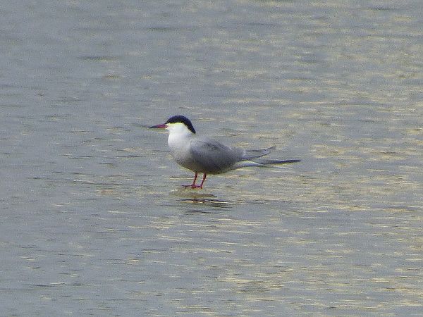 Sterna comune  - Daniele Capello