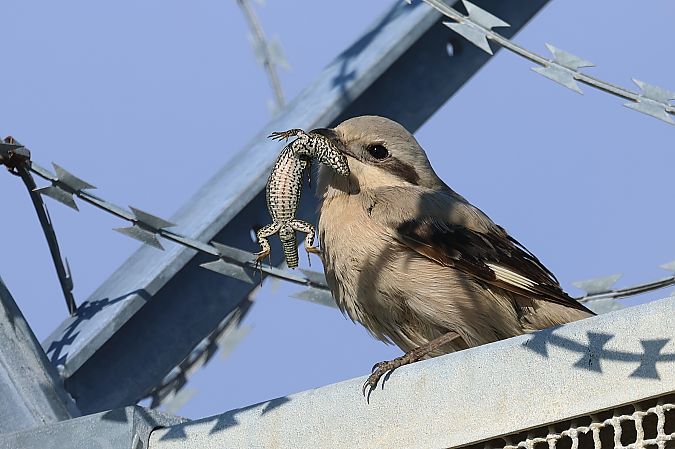 Averla maggiore beccopallido  - Granai Mariacristina