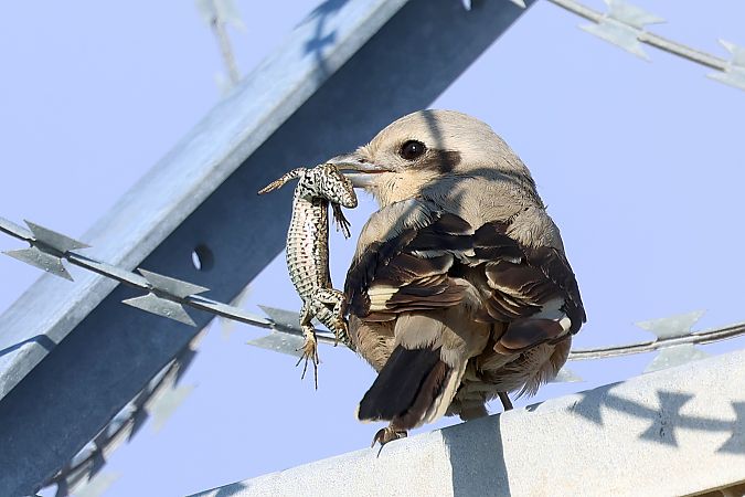Averla maggiore beccopallido  - Granai Mariacristina