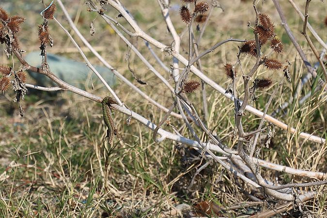 Averla maggiore beccopallido  - Granai Mariacristina