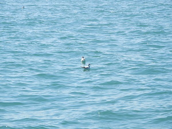 Gabbianello  - Andrea Berardi