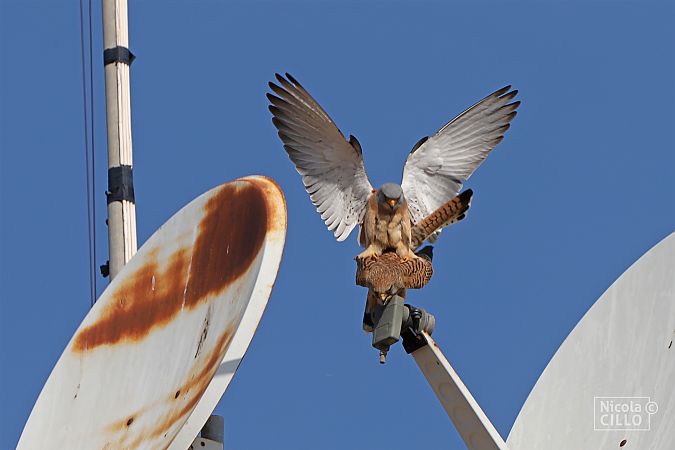 Grillaio  - Nicola Cillo