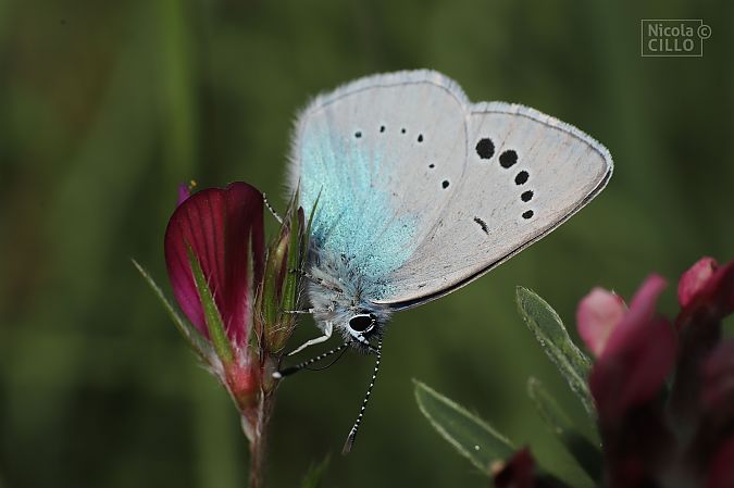Glaucopsyche sp.  - Nicola Cillo