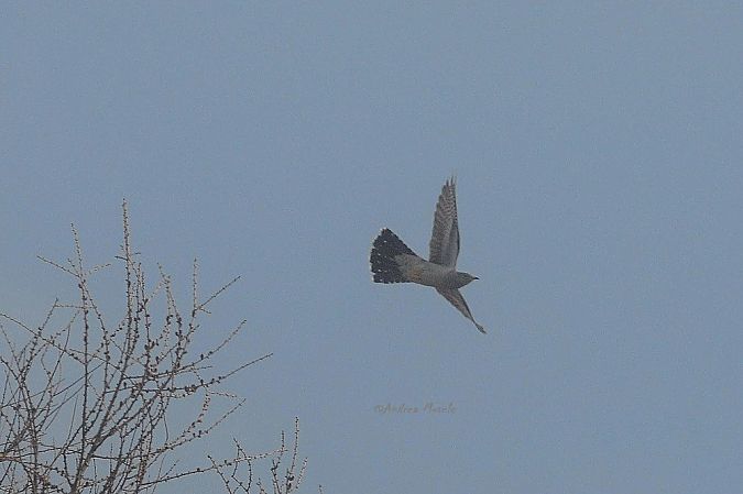 Cuculo  - Andrea Mosele