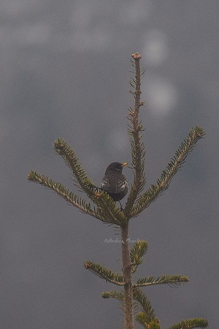 Merlo dal collare  - Andrea Mosele