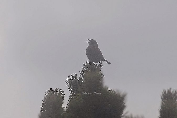 Heckenbraunelle  - Andrea Mosele