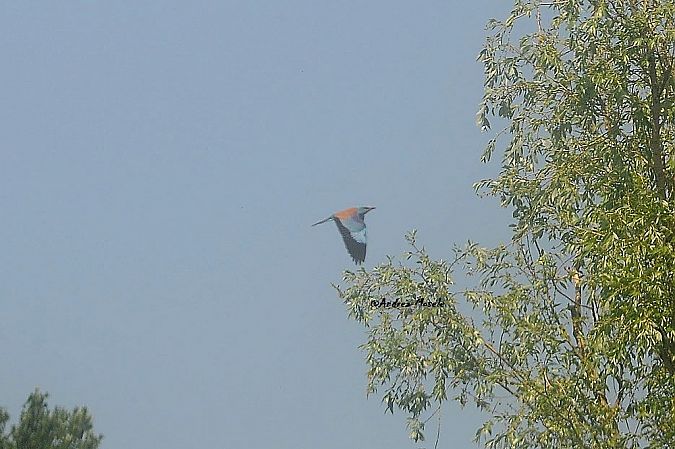 Ghiandaia marina  - Andrea Mosele